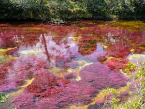 CAÑO CRISTALES - SAWA - Nature Travel Agency